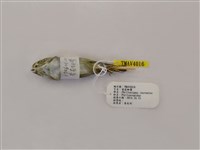 藏品(黃眉柳鶯)的圖片